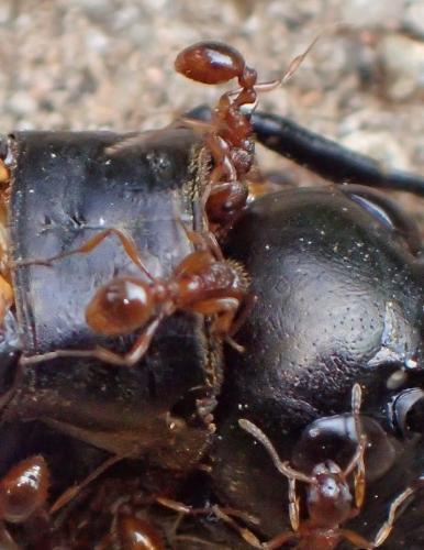 Myrmica sp.